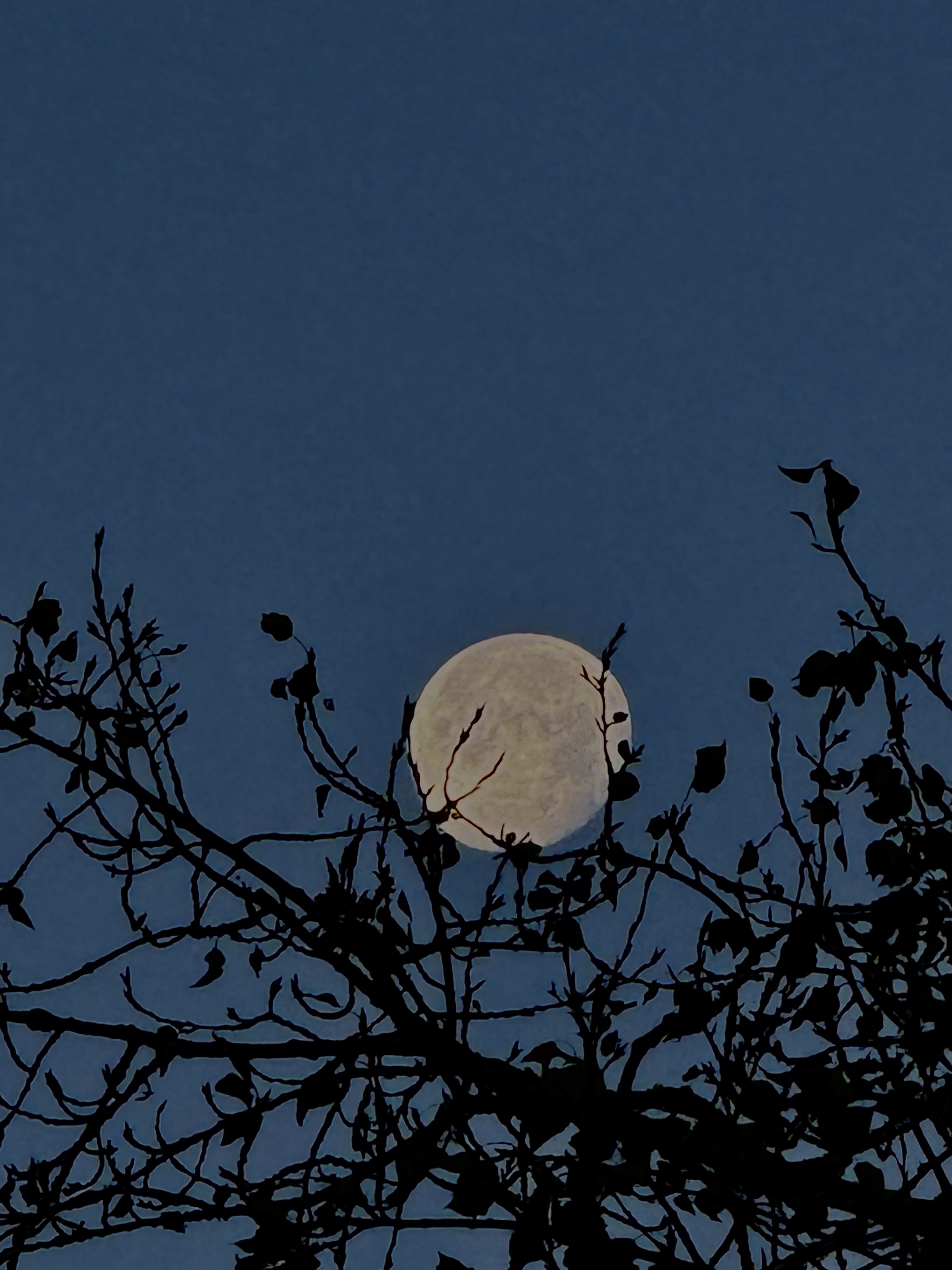 Утренняя луна | Пикабу