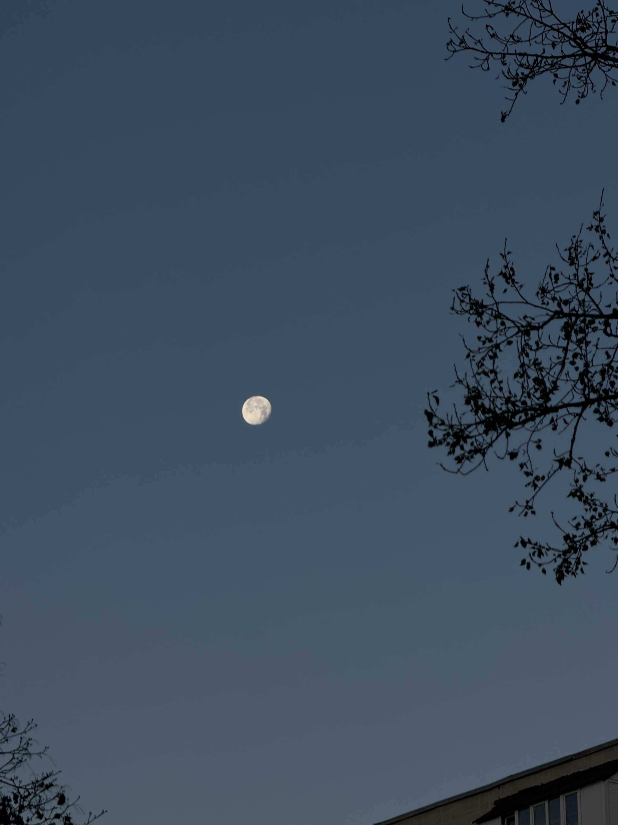 Утренняя луна | Пикабу