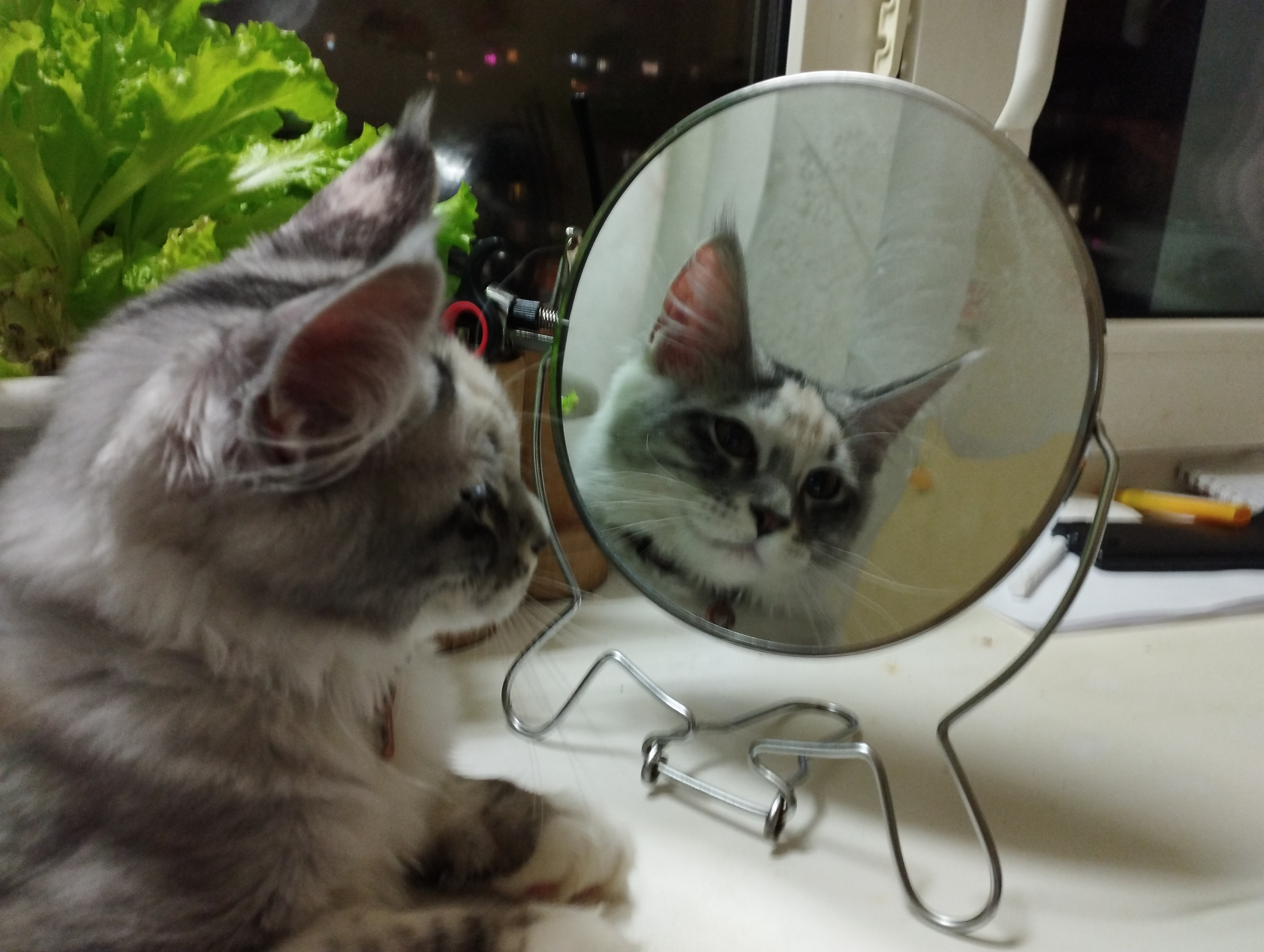 Почему кошки и собаки не узнают себя в зеркале? | Пикабу