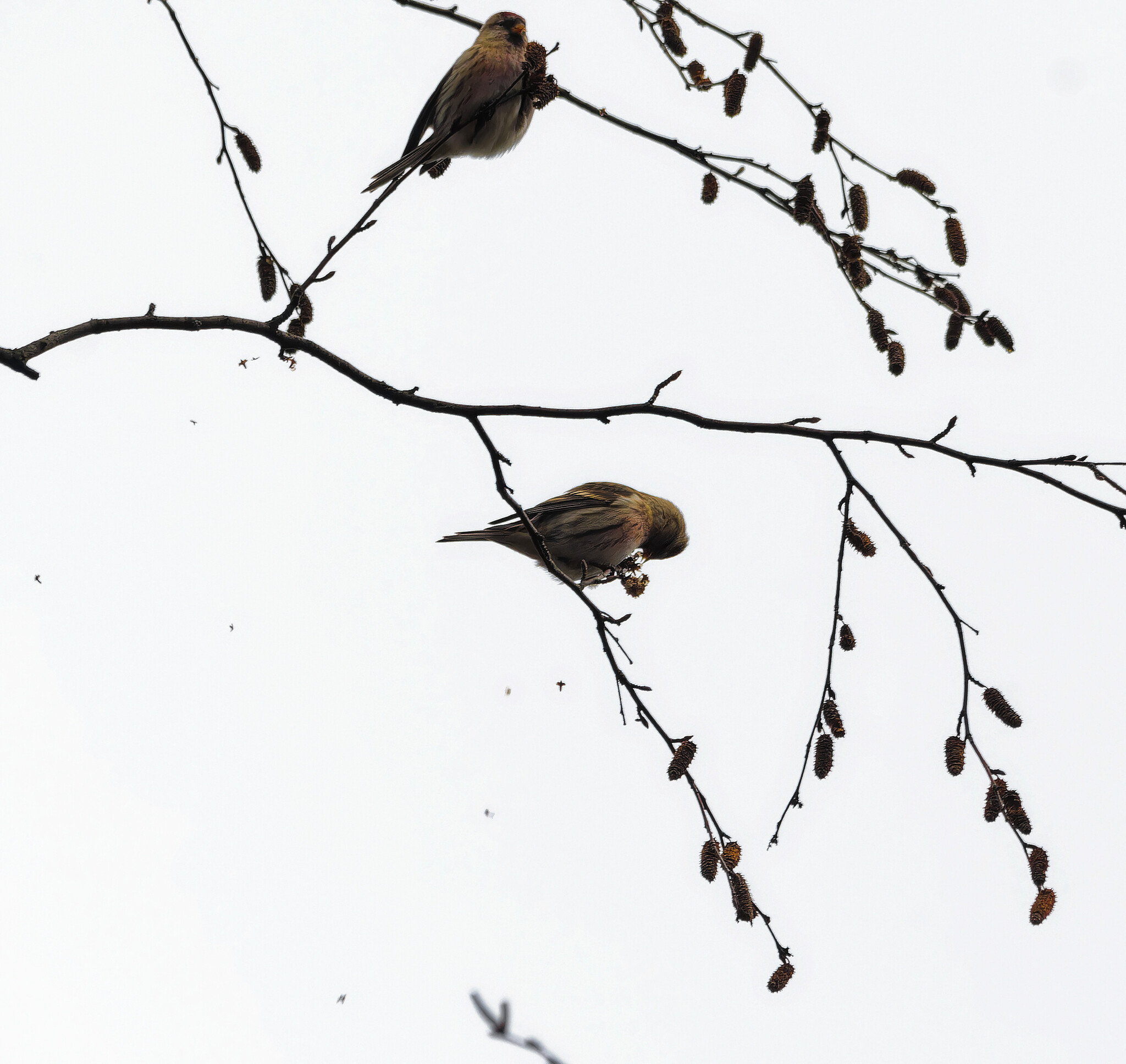 Пуночка | Пикабу