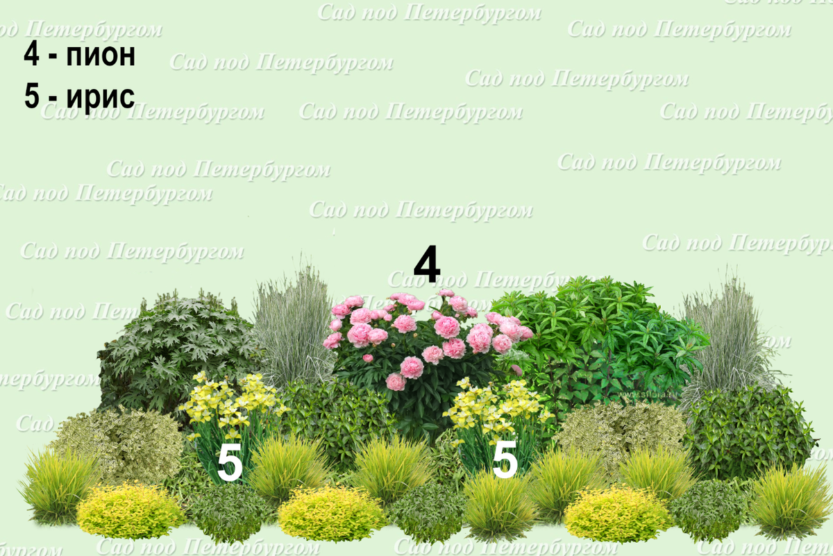 Продолжение истории: делаю проект солнечного цветника из неприхотливых ...