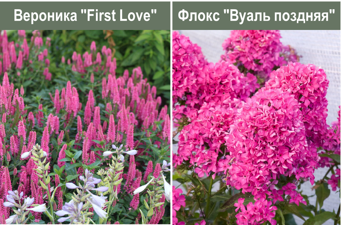 Продолжение истории: делаю проект солнечного цветника из неприхотливых ...