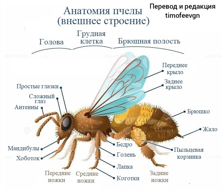 Пчелы строение и жизнь