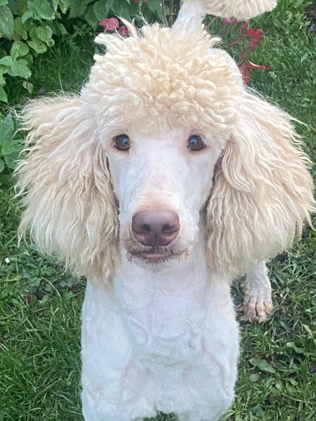Королевский пудель белый