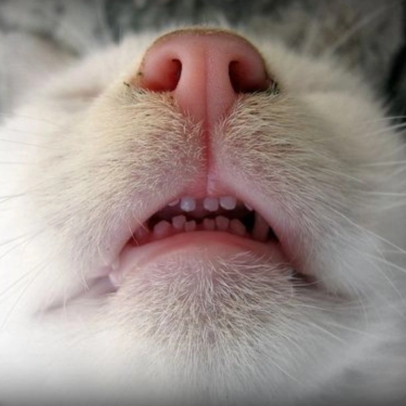 Кошка нос и рот. Маленькие кошачьи зубки. Кошачьи зубки милые маленькие.