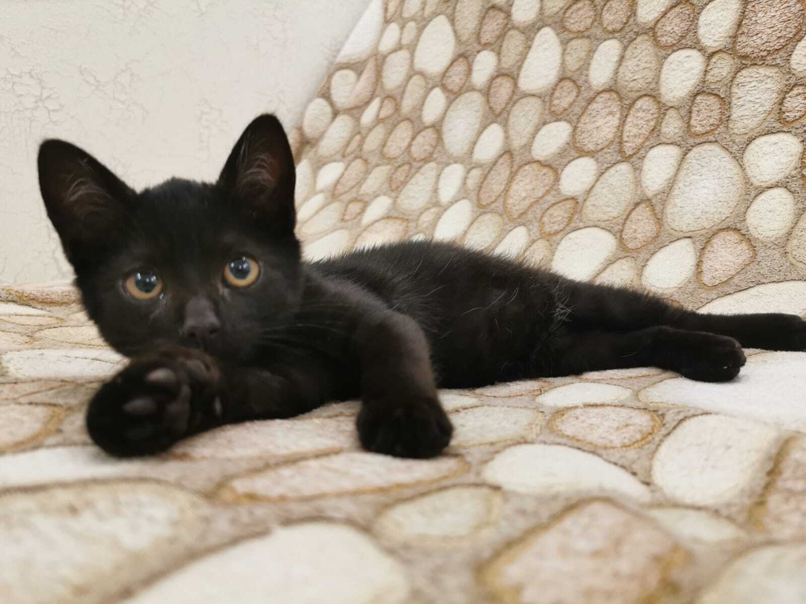 Купить Гладкошерстного Котенка В Москве