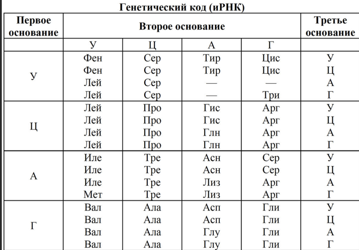 Задача на биосинтез белка. егэ по биологии | Пикабу