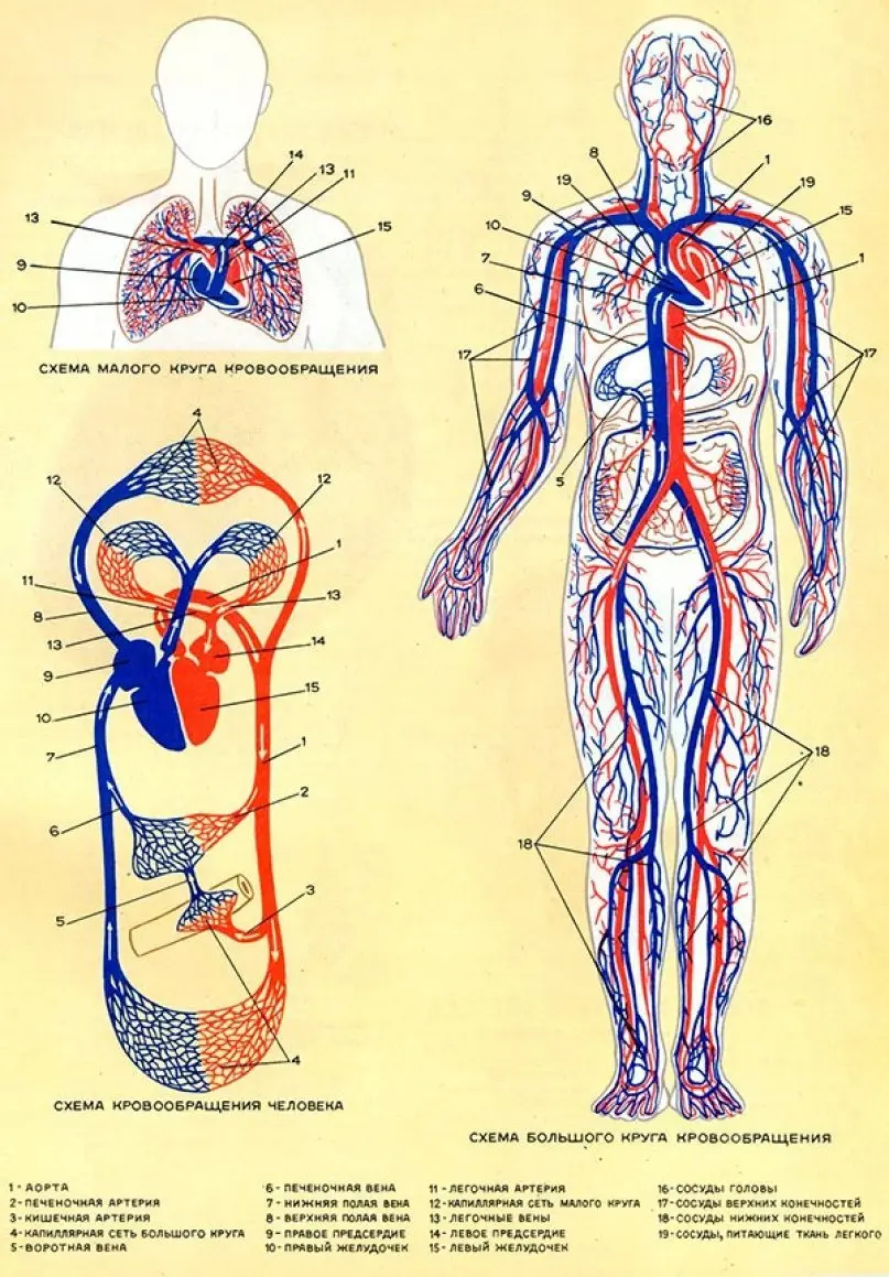 Урок №2 Система кровообращения человека | Пикабу