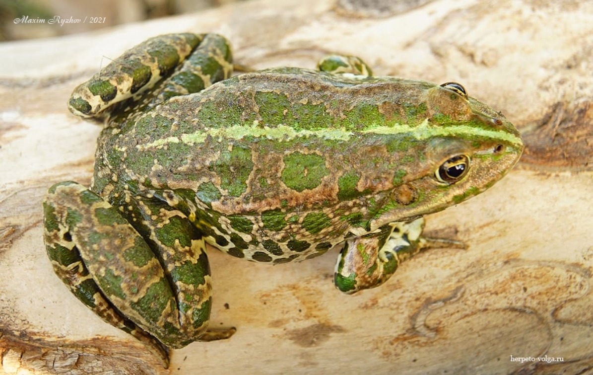 Варианты окраски озерной лягушки (Pelophylax ridibundus) | Пикабу