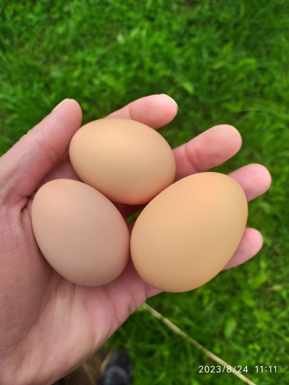 Цены на яйца | Пикабу