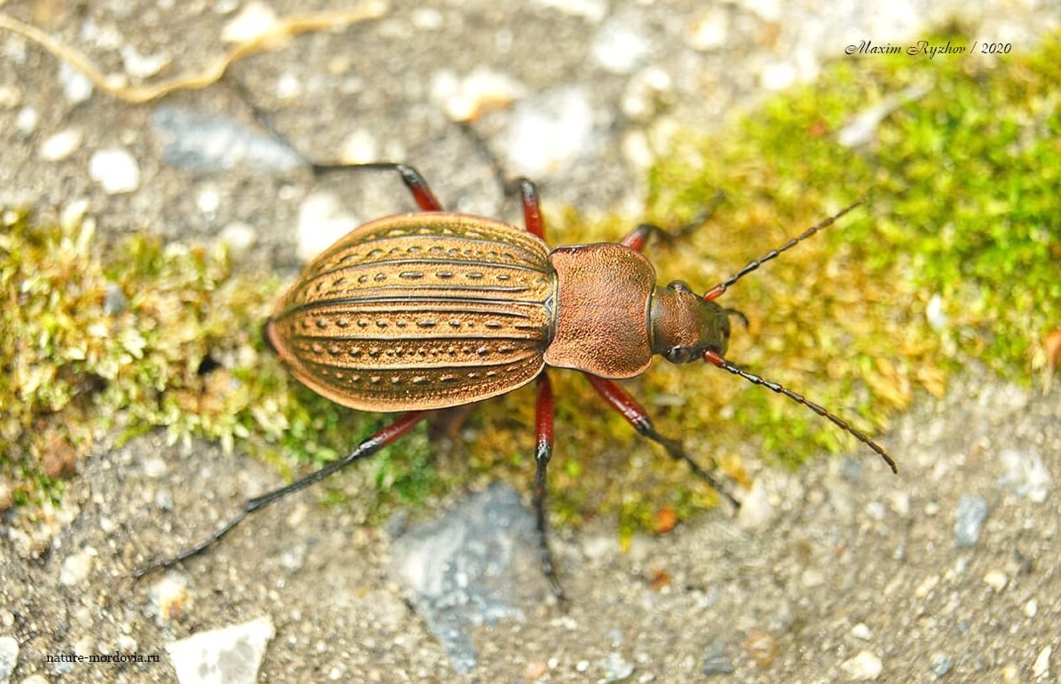 Жужелица решётчатая (Carabus cancellatus) | Пикабу