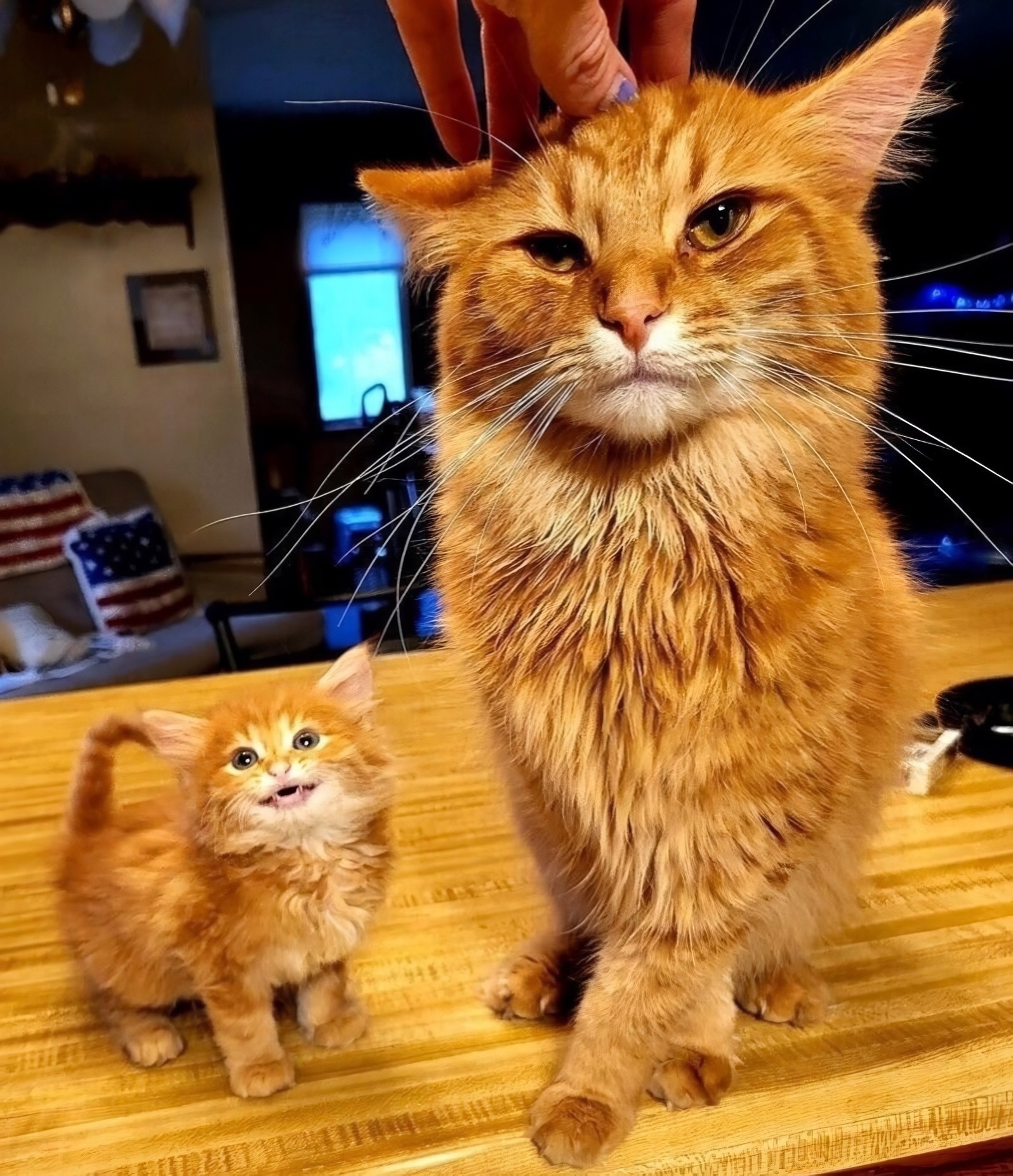 Коть. Коть поменбше | Пикабу