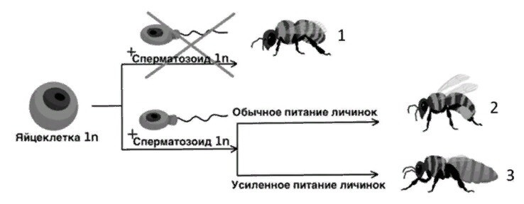 РАЗМНОЖЕНИЕ ОРГАНИЗМОВ