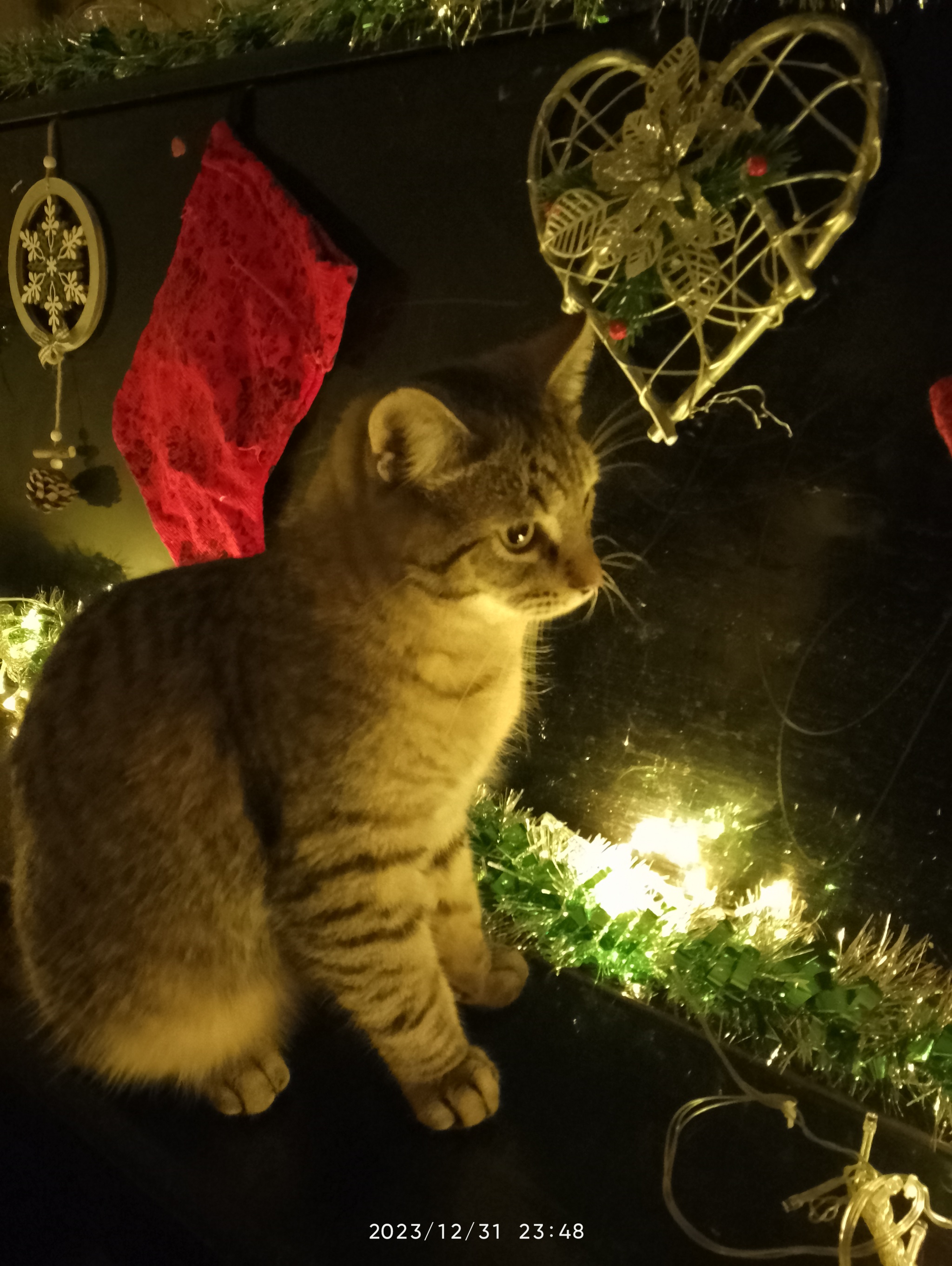 Новогодний кот) | Пикабу