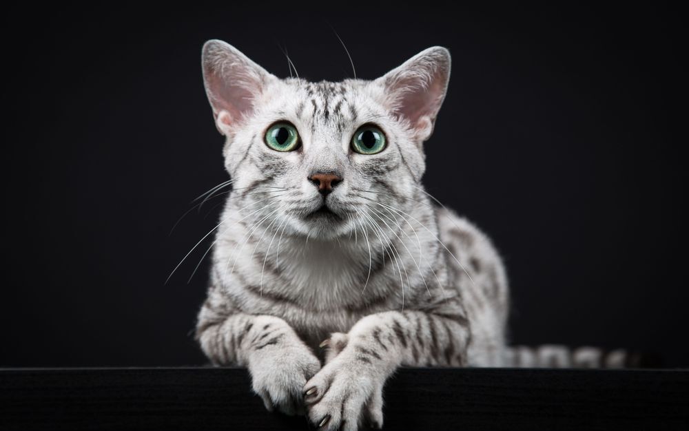 Египетский мау - самая древняя порода кошек. Ей уже 3000 лет | Пикабу