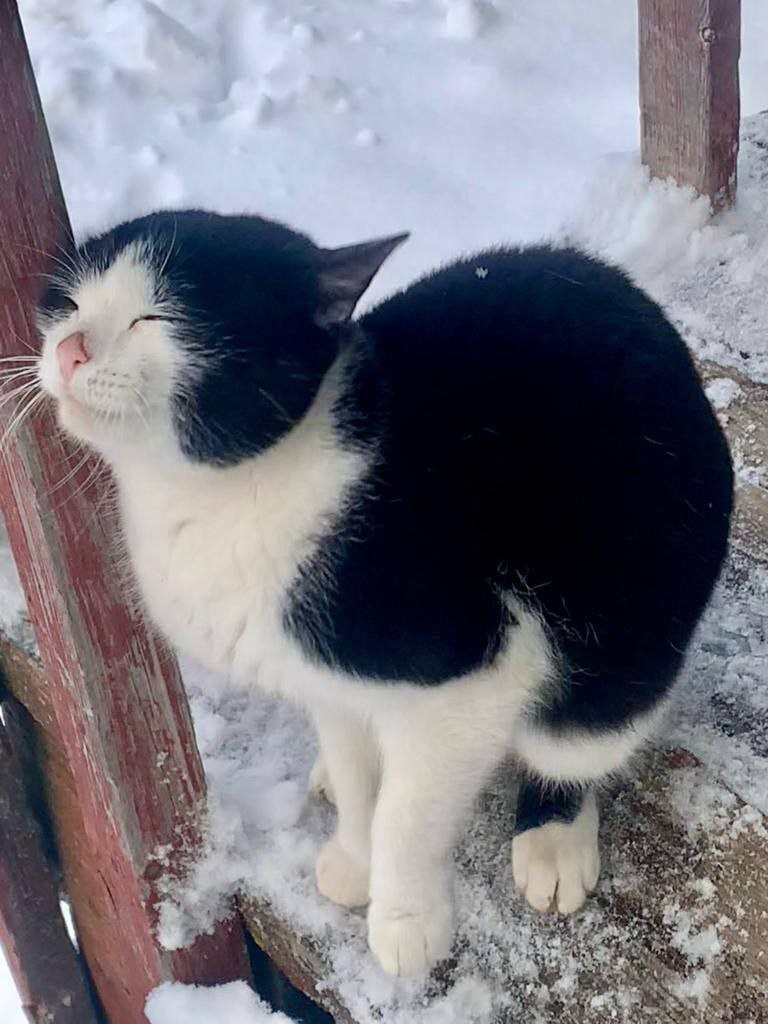 Застрявшего на колокольне кота спас житель соседнего города: мужчина  приехал в Егорьевск из Коломны | Пикабу