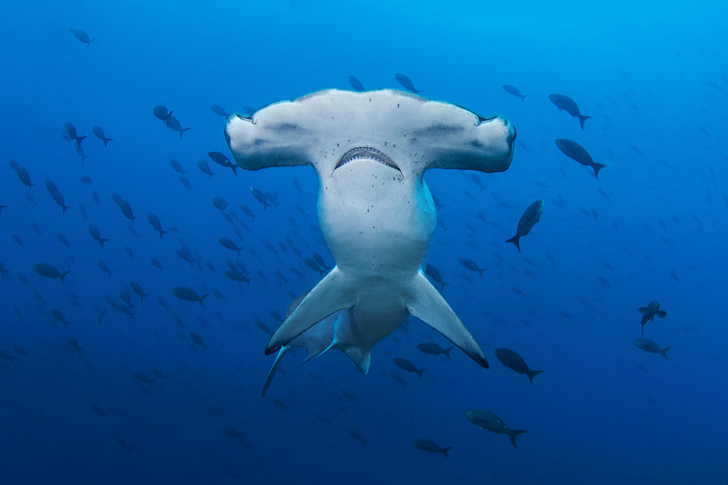 Почему у акулы-молота такая необычная форма головы?