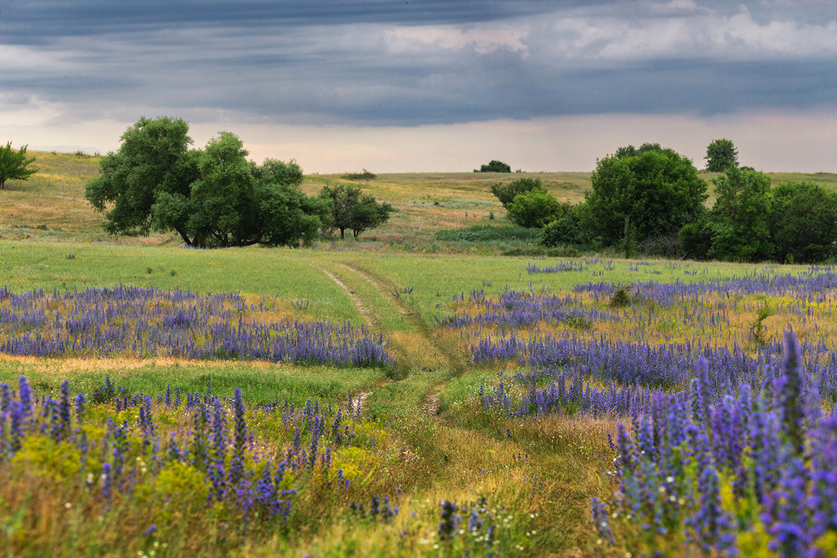 Степные картинки | Пикабу
