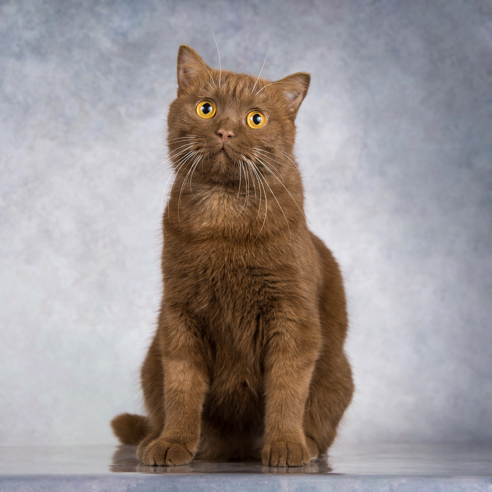 Киткат, шоколадный кот с янтарными глазами, ищет дом | Пикабу