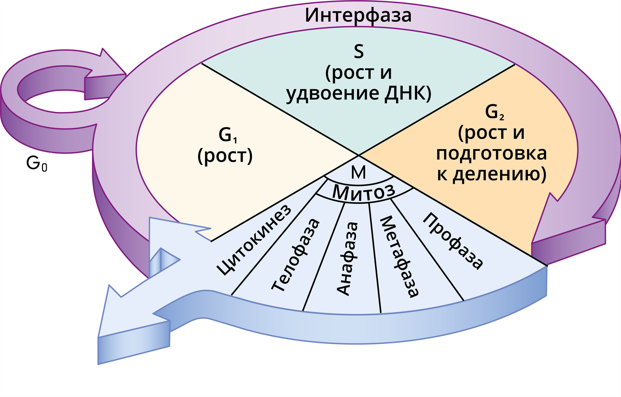 Митоз. Гайд для желающих удвоить количество клеток | Пикабу