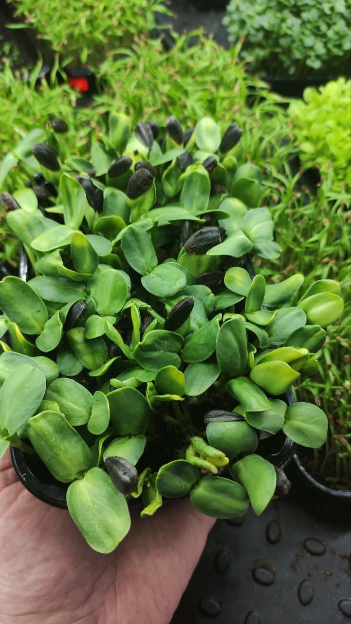 Микрозелень - быстрые витамины | Пикабу