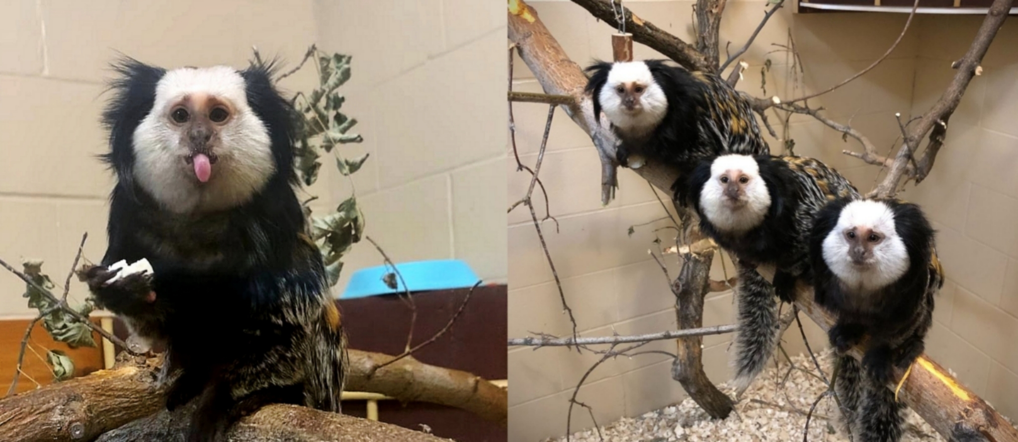 Коуч | Пикабу