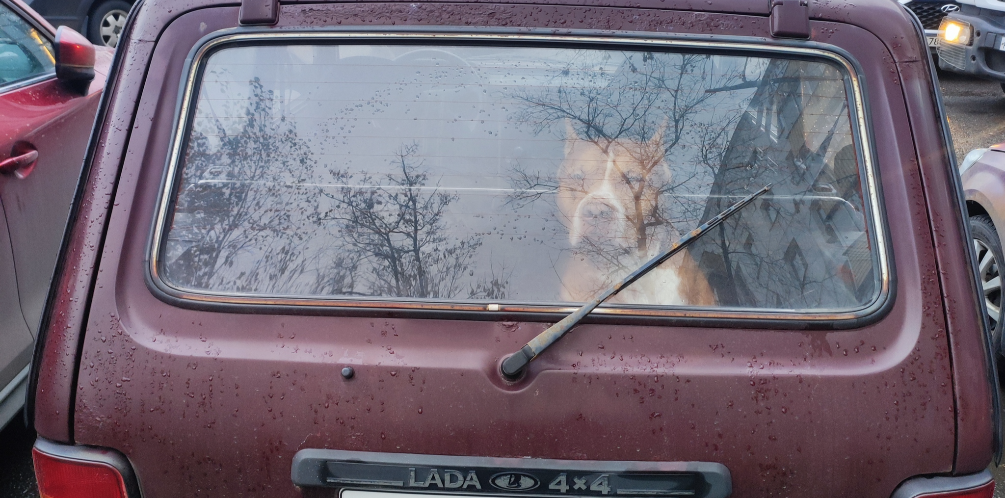 Мечтал - теперь моё! Купил Лада Нива 4x4 по низу рынка! Идеальный авто на  зиму до 300 тысяч рублей! | Пикабу