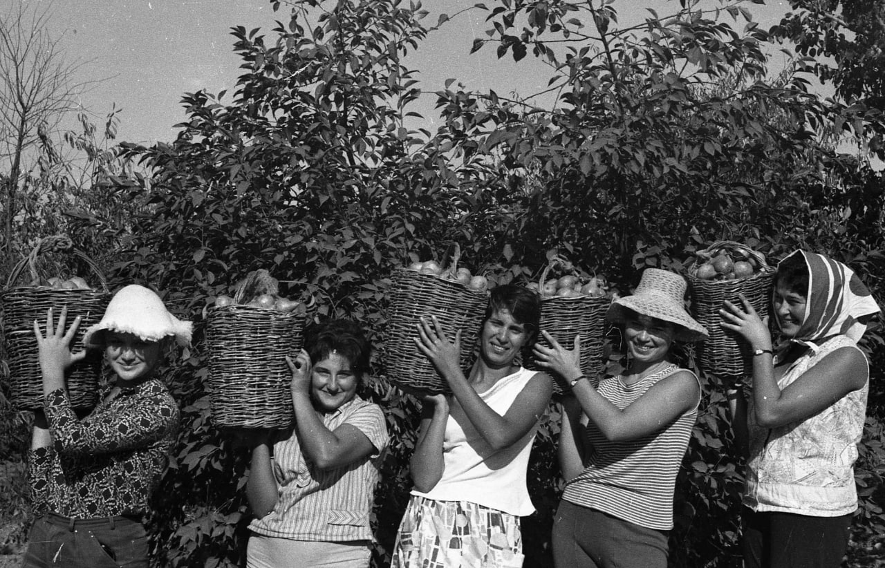 1960-е - Крымская область - Студенты СГУ им. М.В. Фрунзе в колхозе на сборе  урожая груш | Пикабу