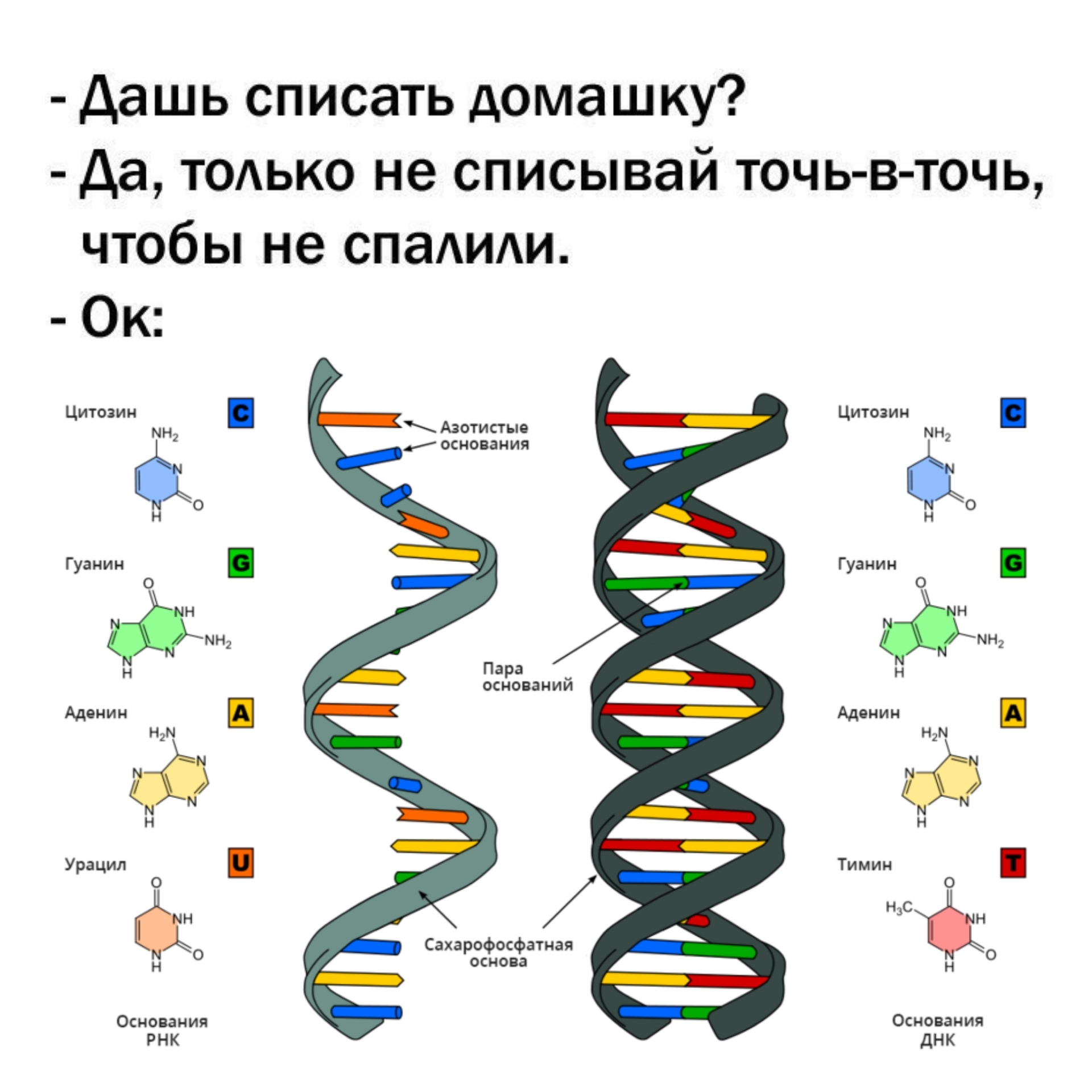 Центральная догма молекулярной биологии. Как перестать путать транскрипцию  и трансляцию | Пикабу