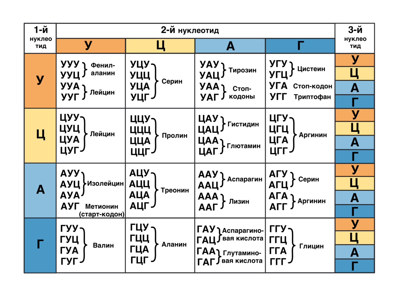 Стартовый кодон какой. Таблица триплетов генетического. Таблица кодонов ДНК. Таблица кодонов аминокислот. Таблица генетического кода РНК по биологии.
