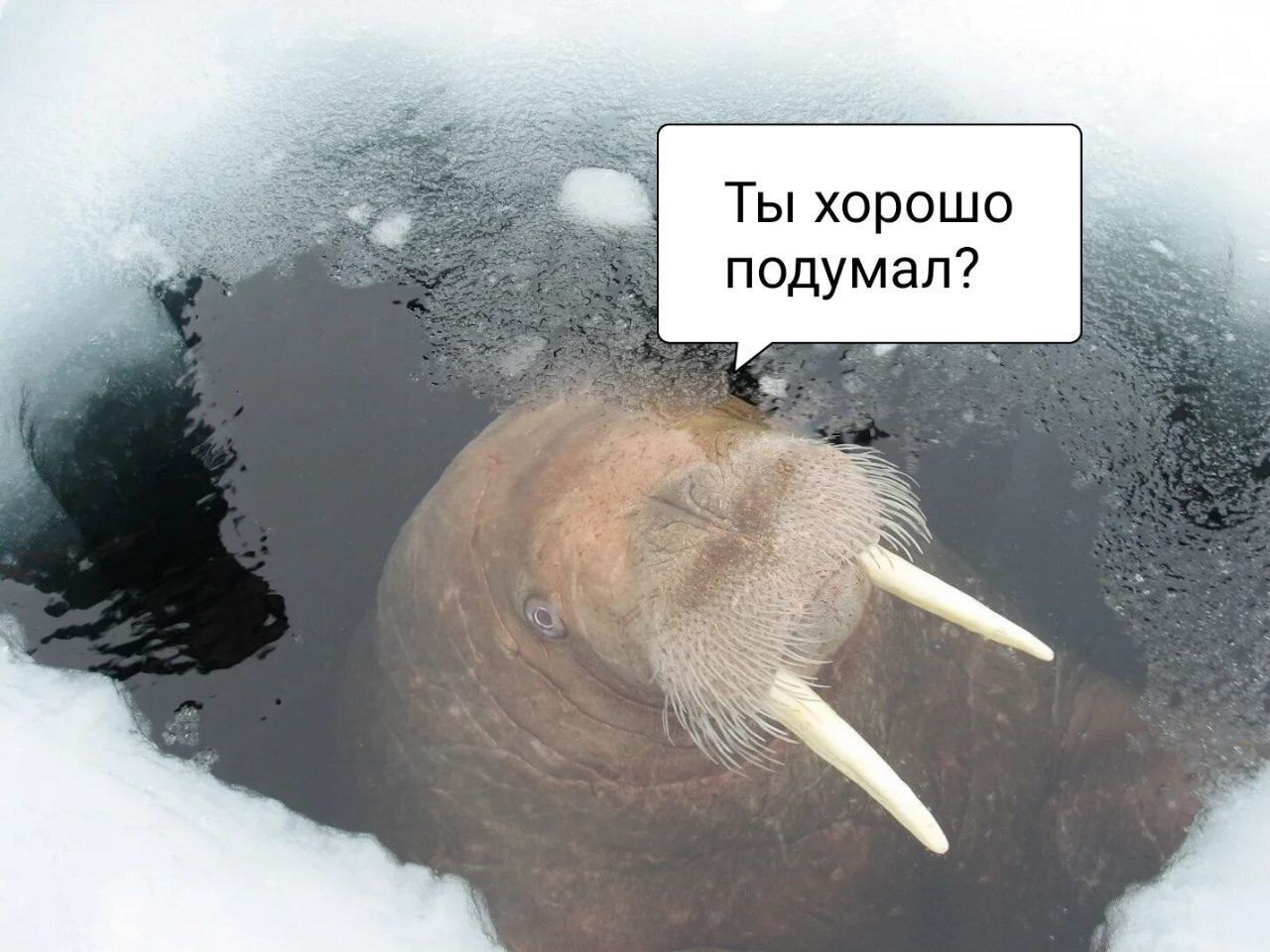 моржи голые крещение 