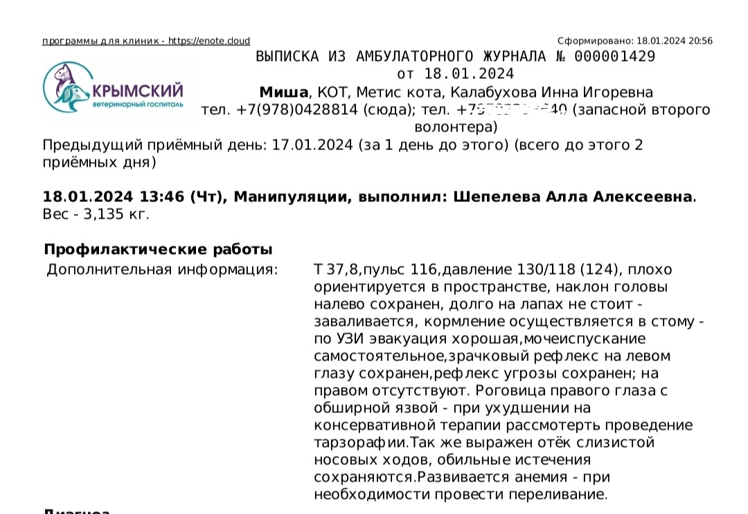 Продолжение поста «История уличного кота Мишки которого сбила машина. ЧМТ,  сломана челюсть, перестал видеть глаз. Нужна помощь!» | Пикабу