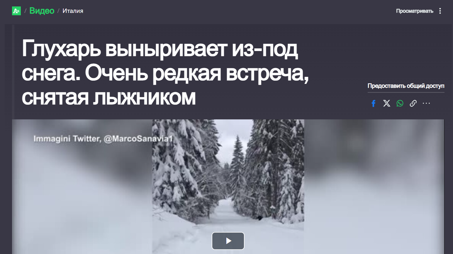 В Ленинградской области на лыжника напал разъяренный глухарь — правда или  фейк? | Пикабу