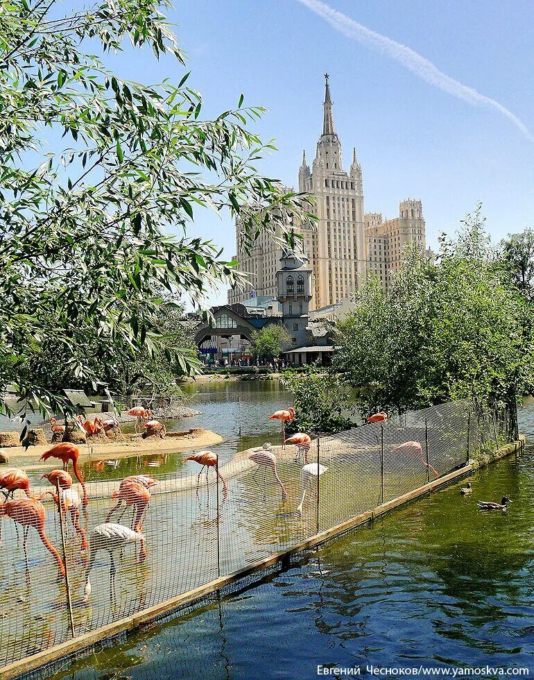 Московский зоопарк | Пикабу