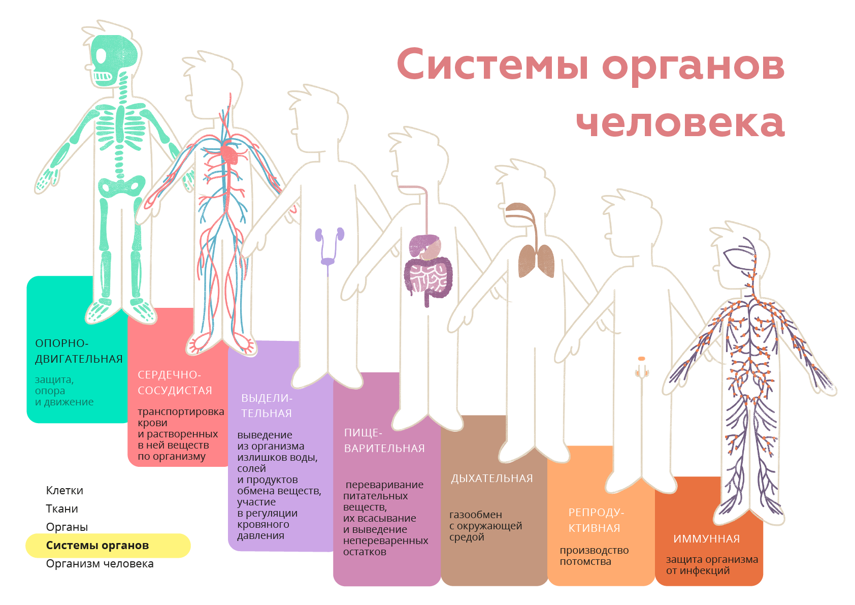 Системы организма и похудение | Пикабу