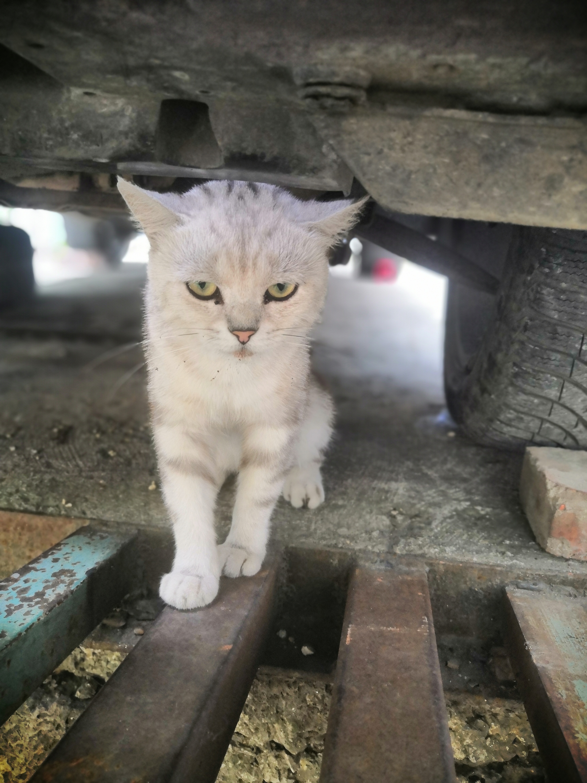 Как я стала котомамой бездомных котов. #коты#животные#помощь | Пикабу