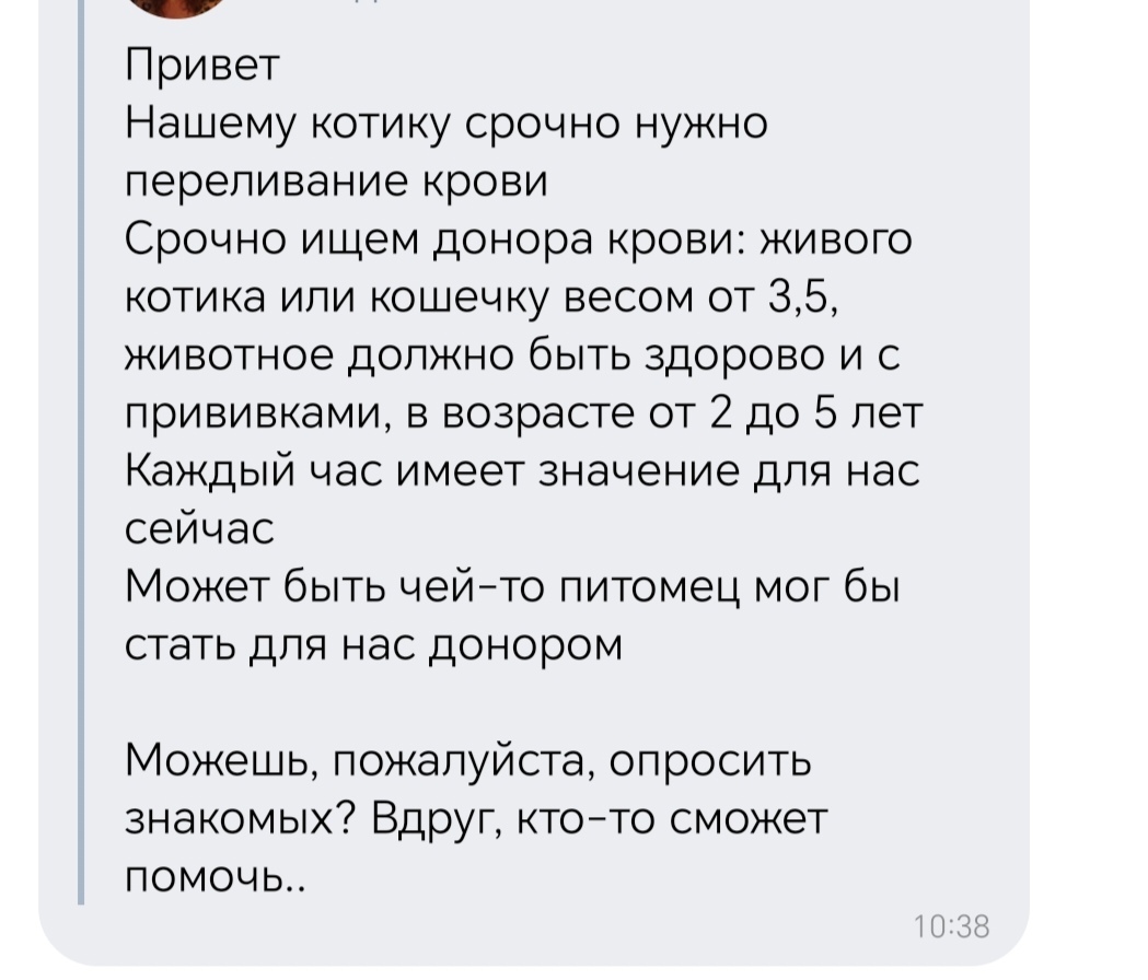 Срочно требуется переливание крови коту. Чебоксары [Донор найден] | Пикабу