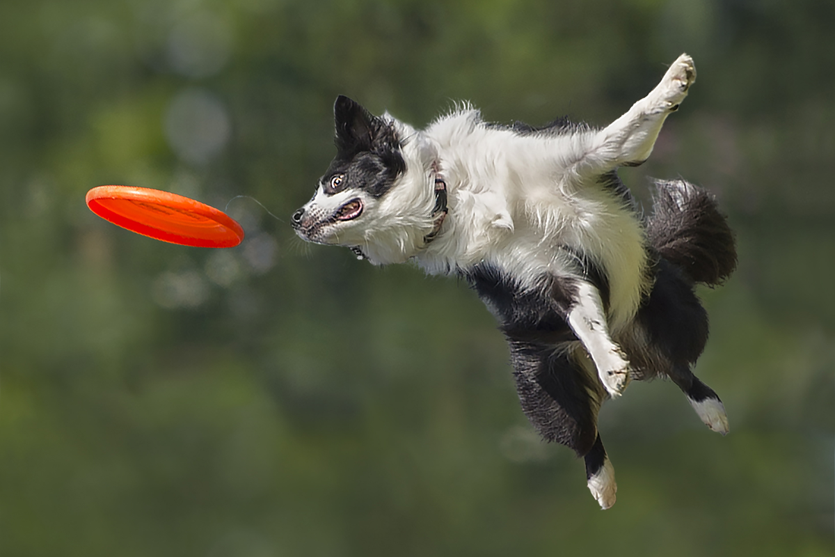 ебёт собаку