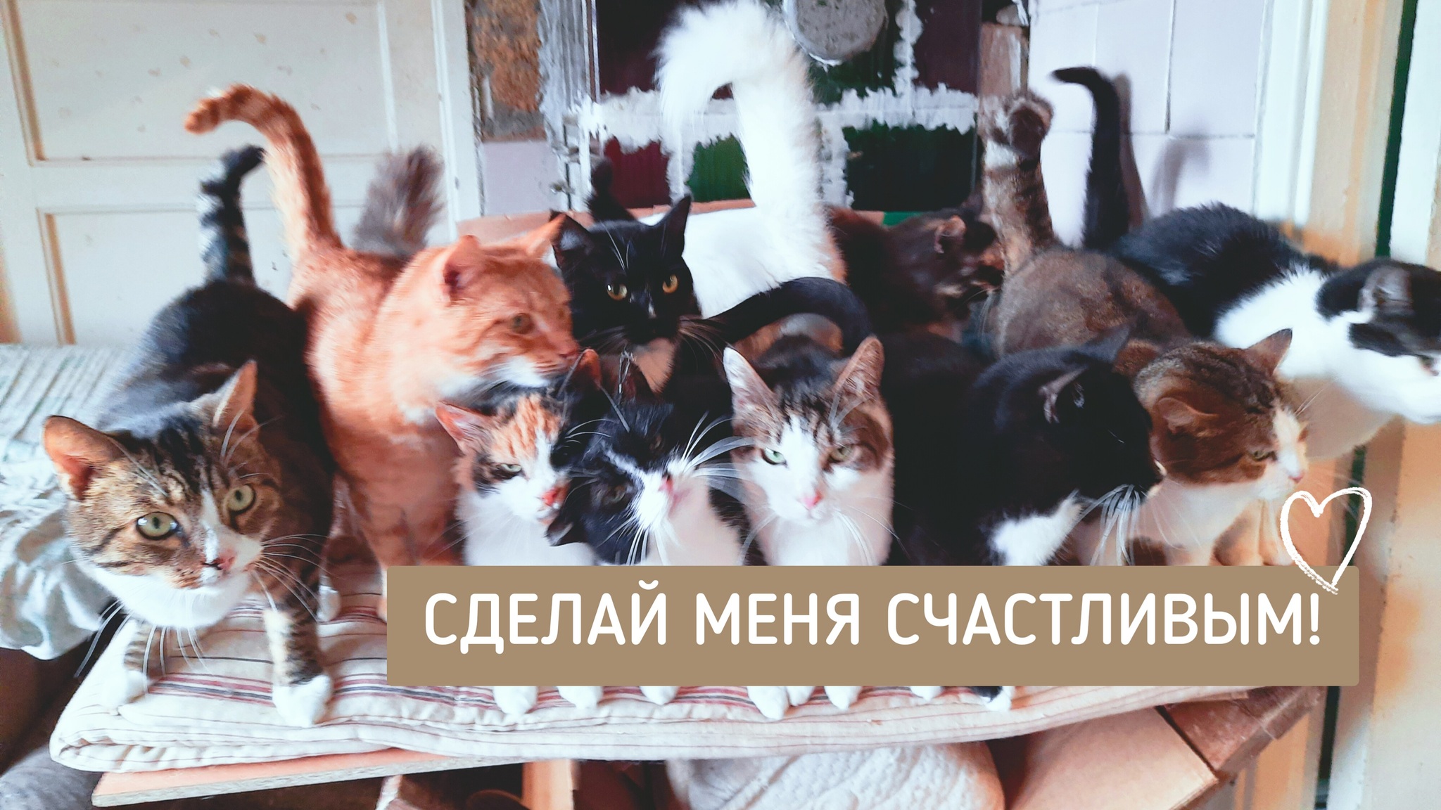 Где поставить запятую?! | Пикабу