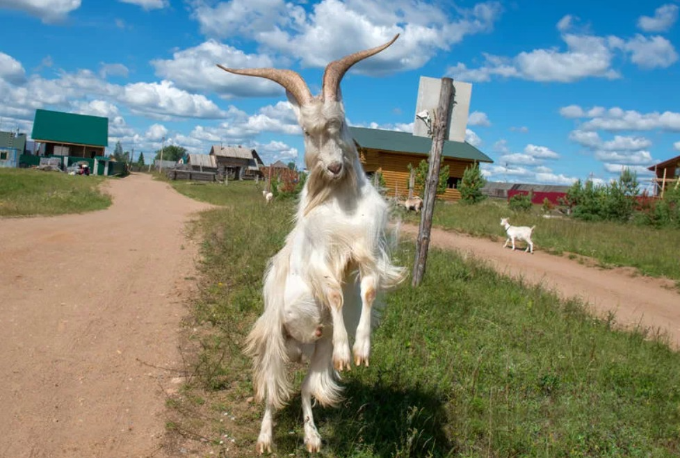 Неужели козы умнее собак? Опыт деревни и опыт лаборатории | Пикабу