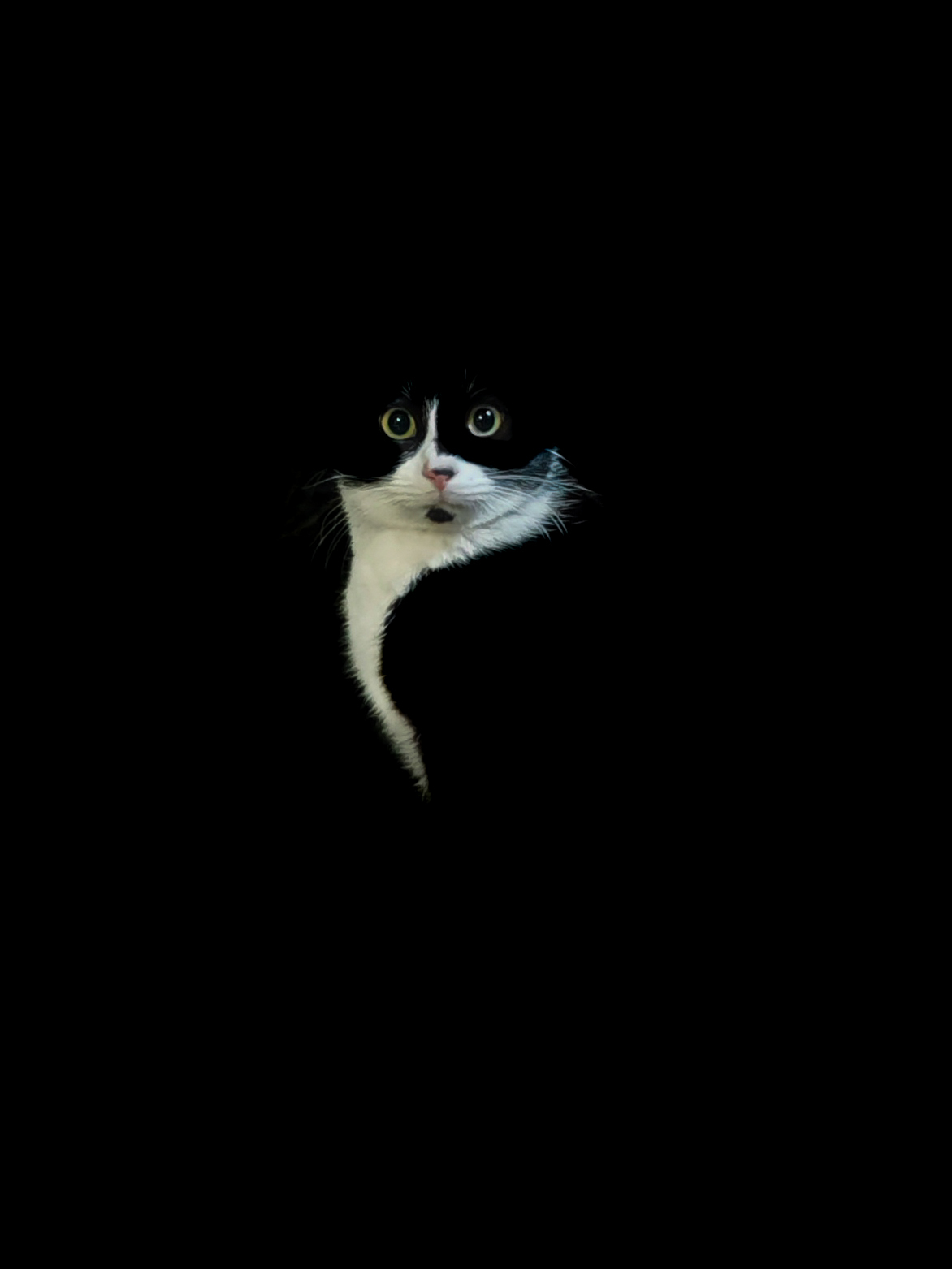 Кошкопортрет | Пикабу