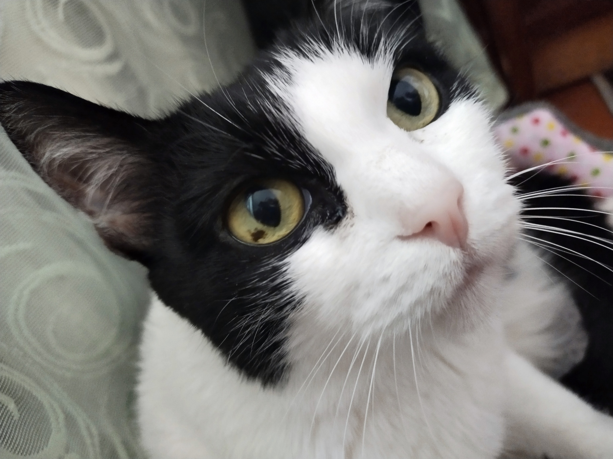 Пятно в глазу у кошки | Пикабу