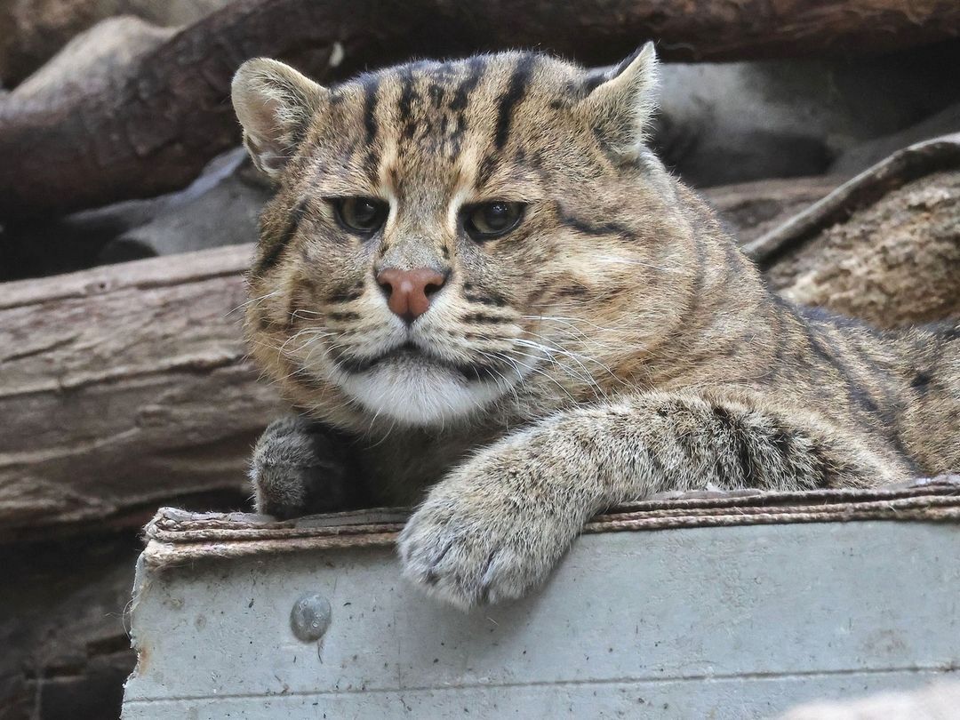 Кот-рыболов Стюарт | Пикабу