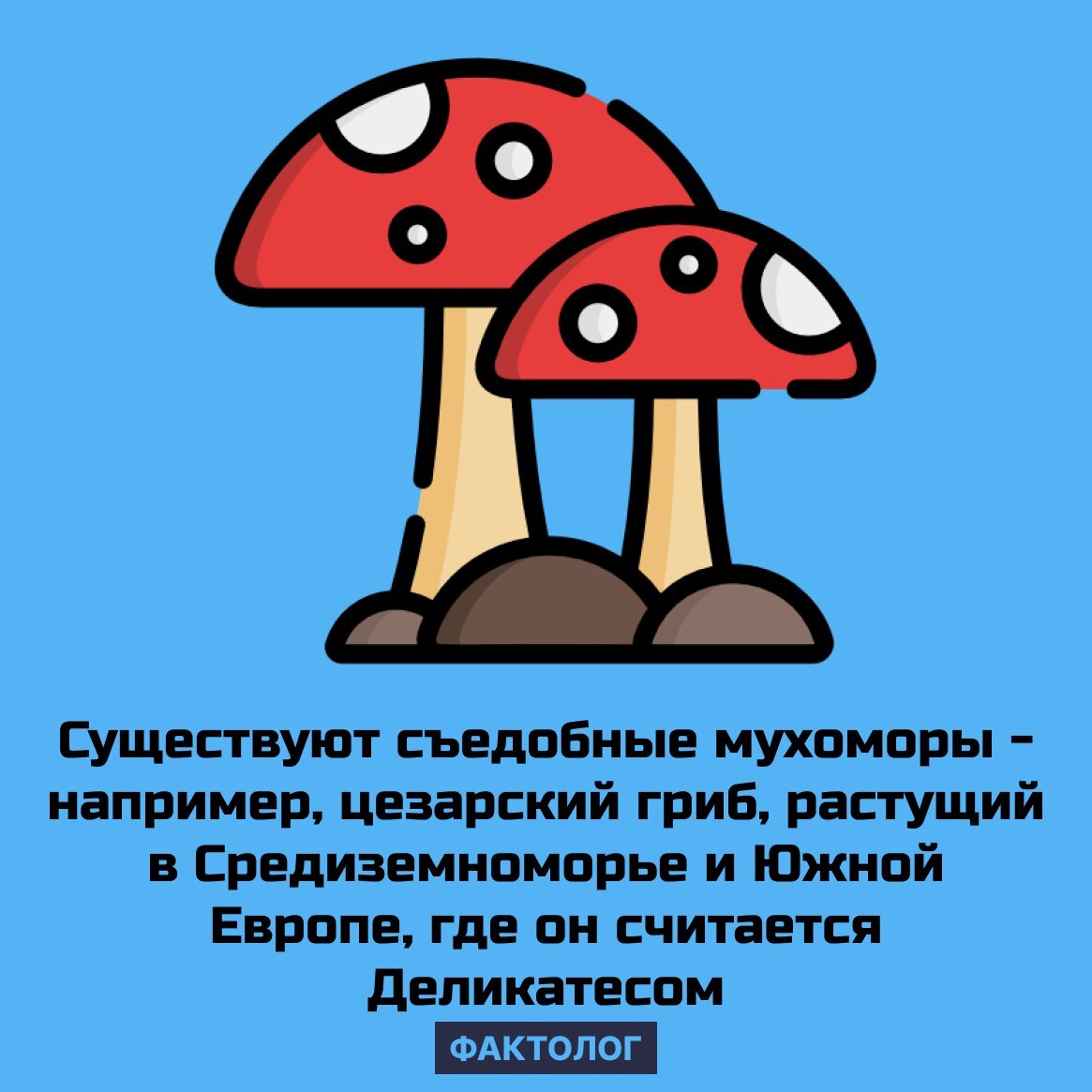 Загадка про мухомор для детей