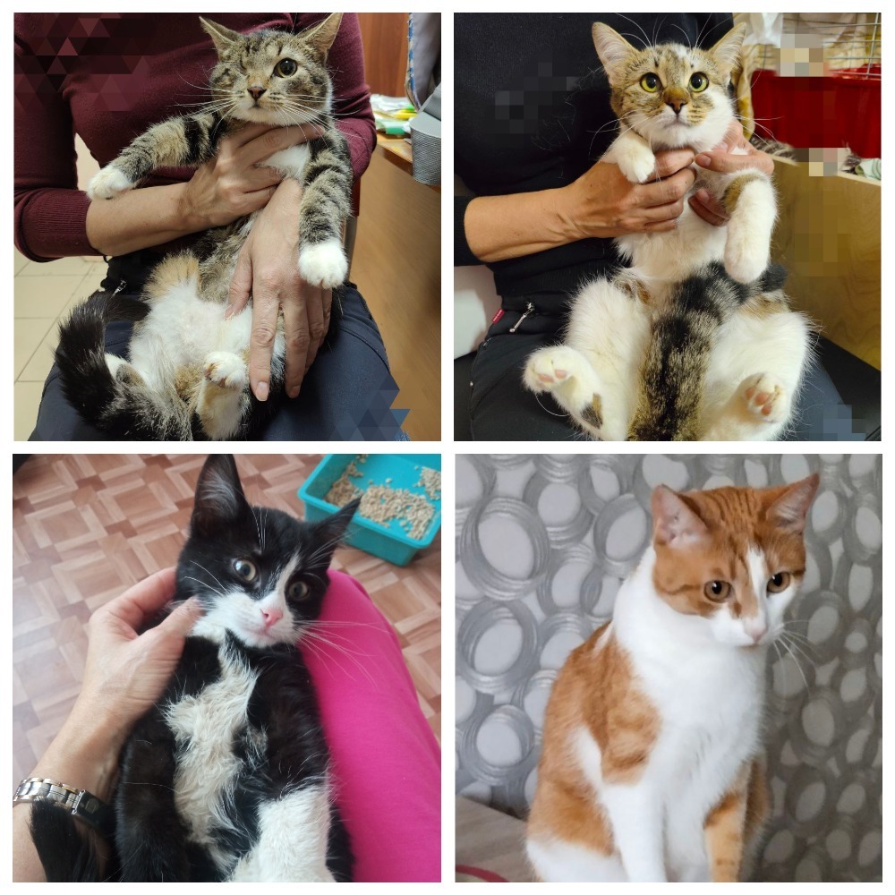 СПб и ЛО (клиника в Тосно, но довезти до Питера не проблема). Опять ...