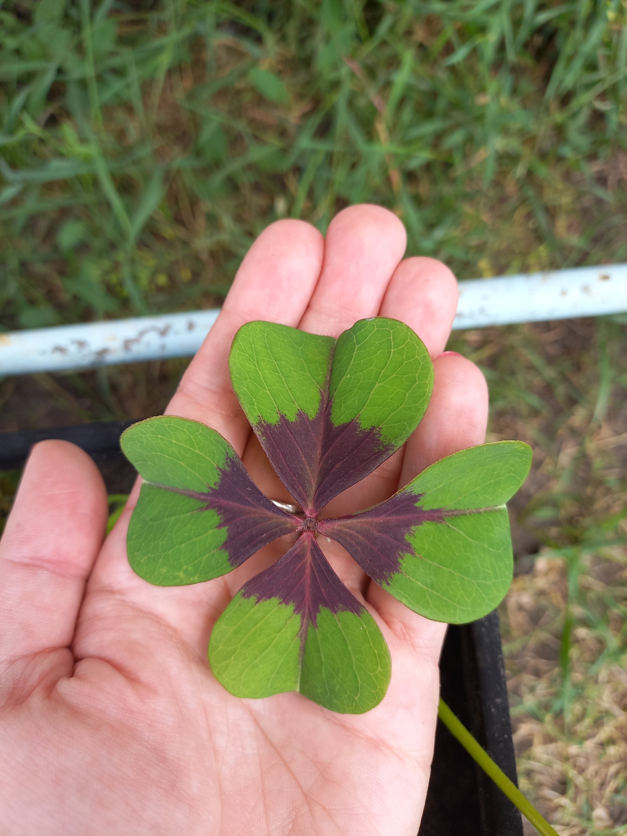 Я представляю это так... | Пикабу