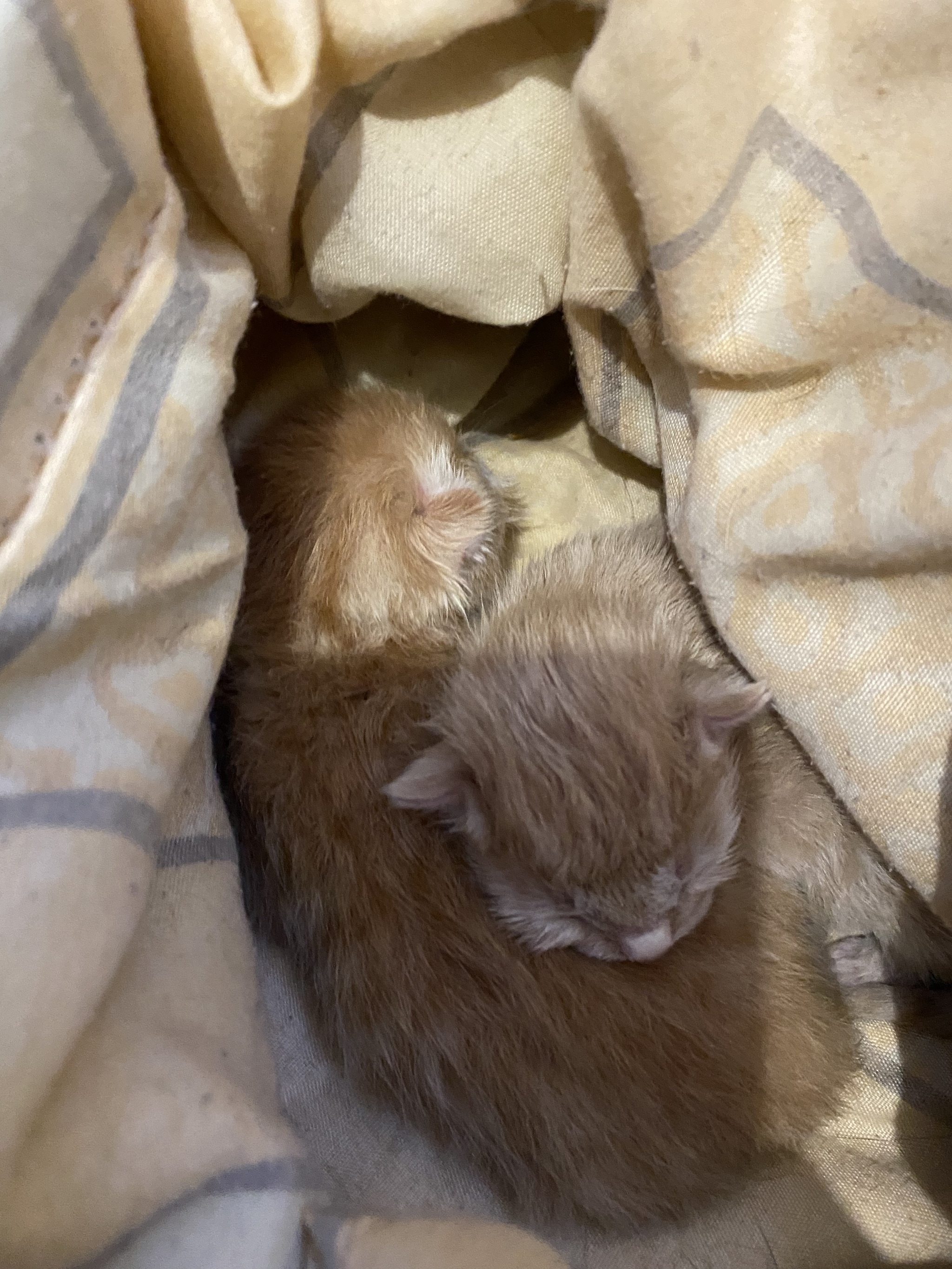 Срочно нужна кормящая кошка или человек, который приютит и выкормит ...