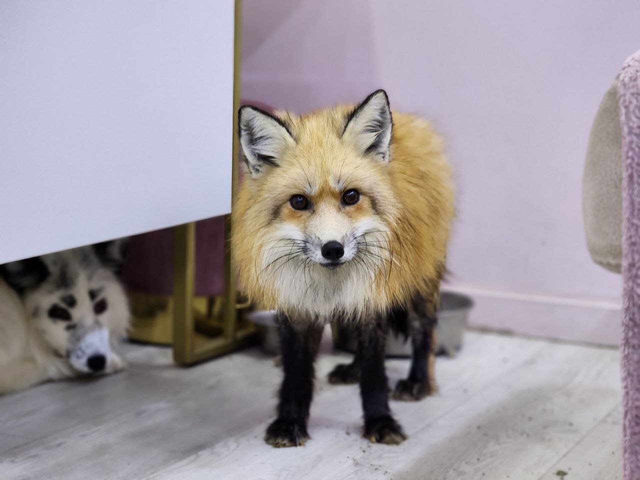 My Pet Fox Company» приют - питомник домашних лис | Пикабу