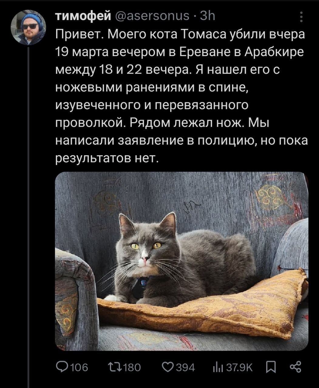 Кота Томаса убили | Пикабу