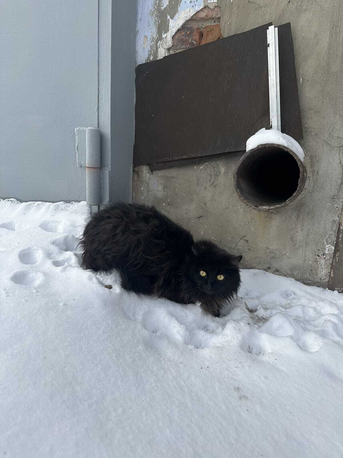 Два чёрных кота на белом снегу... | Пикабу